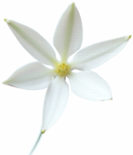 phpBlossom